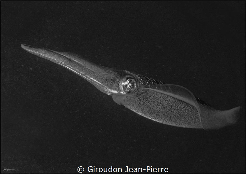 B&W squid by Giroudon Jean-Pierre 