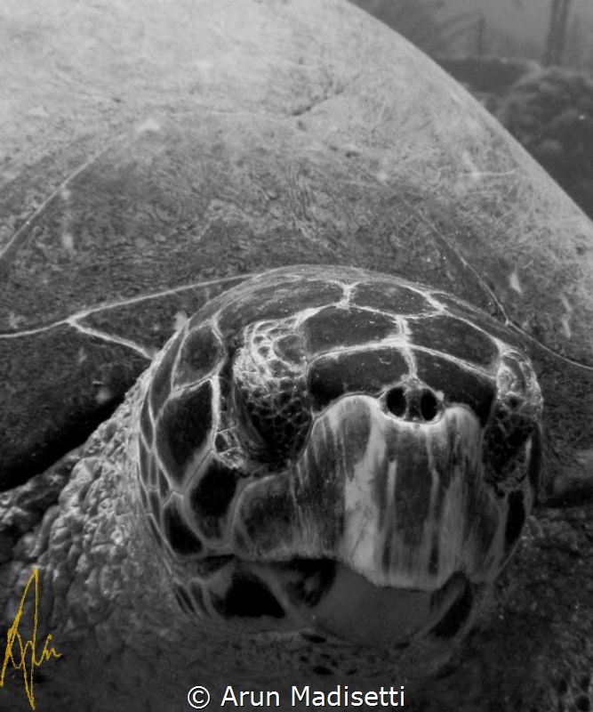 Thats "Mr Turtle to you, punk!" SeaLife DC800 by Arun Madisetti 