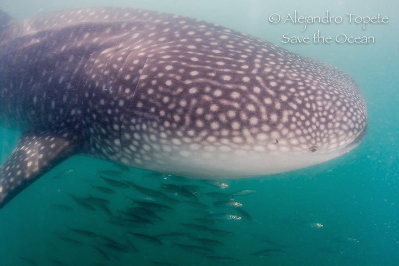 Whale Shark with sardines, La Paz Mexico by Alejandro Topete 