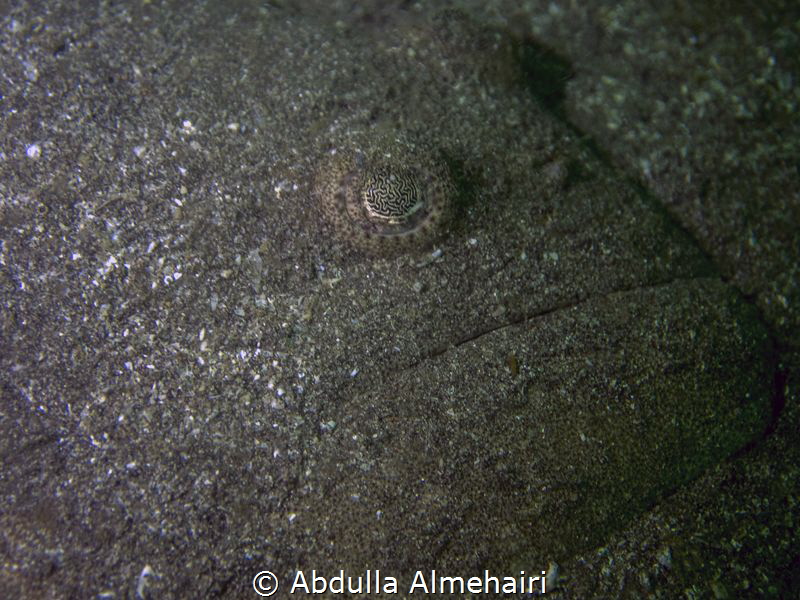 close-up by Abdulla Almehairi 