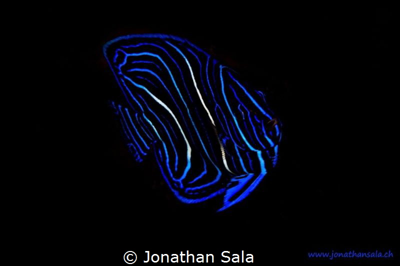 Juvenile Emperor Angelfish by Jonathan Sala 