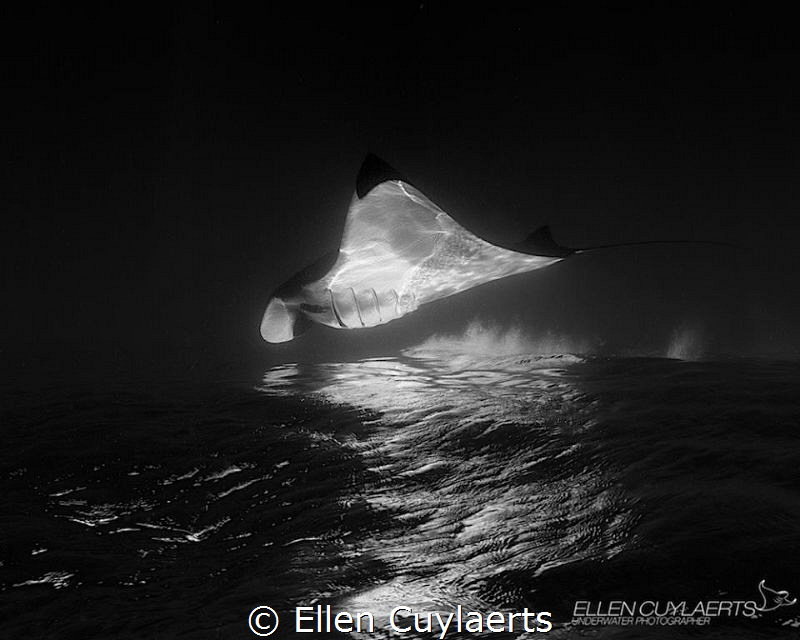 Fata Morgana

Would have loved to capture a manta breac... by Ellen Cuylaerts 