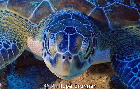 Turtle by Philippe Brunner 