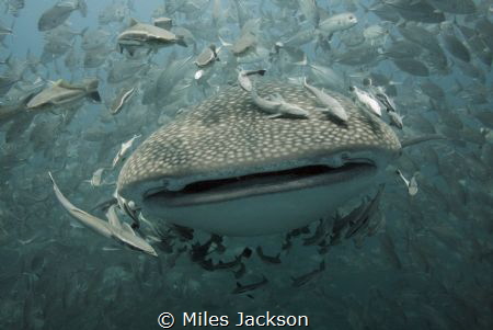 Whaleshark swims towards me in open water, followed by ju... by Miles Jackson 
