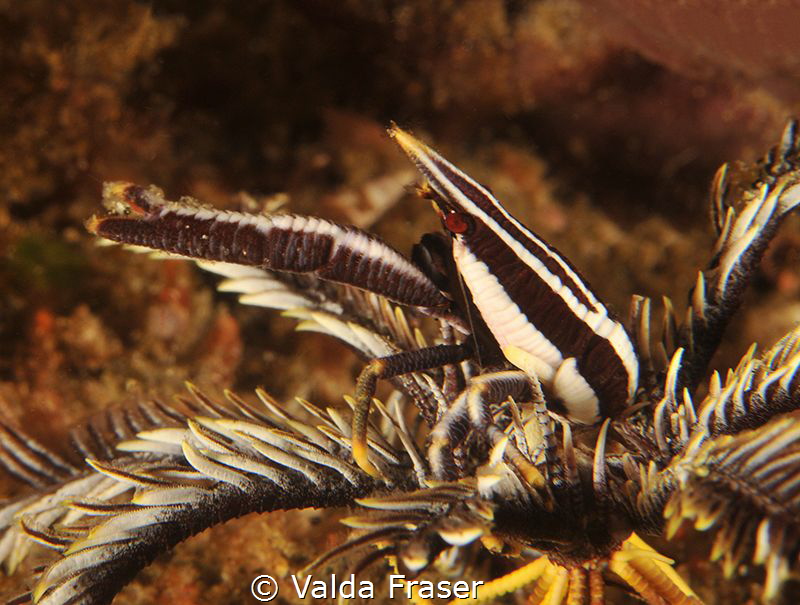 A squat lobster with coloration to match its host feather... by Valda Fraser 