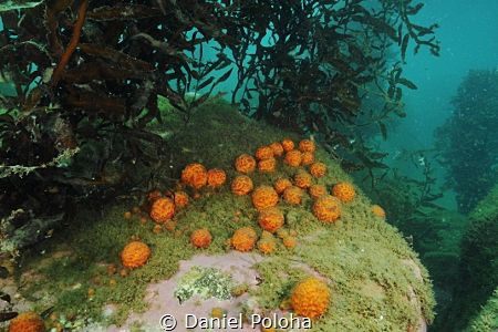 Golfball sponges in a murky harbour by Daniel Poloha 