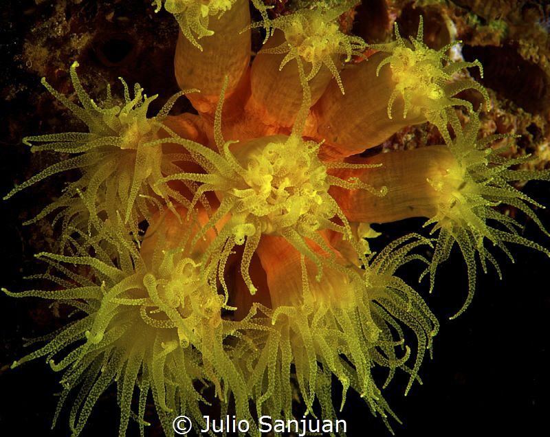 The effect of two strobes in the Anemone, seems like unde... by Julio Sanjuan 