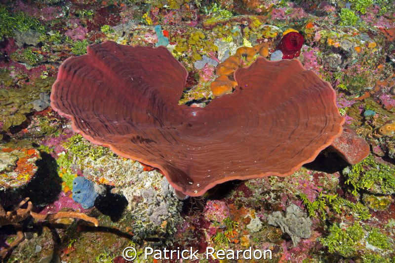 I <3 diving in the Caymans!  Massive sponge along the ver... by Patrick Reardon 