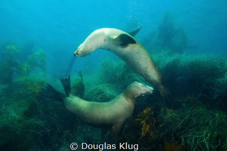 Best Friends At Play. A pair of California sea lions chas... by Douglas Klug 