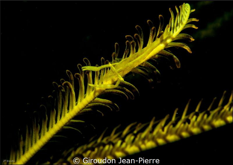 Yellow schrimp in a crinoide by Giroudon Jean-Pierre 