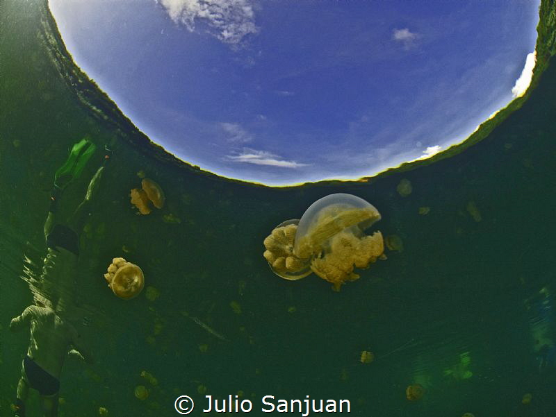 Reflections in Jellyfish lake in Palau by Julio Sanjuan 