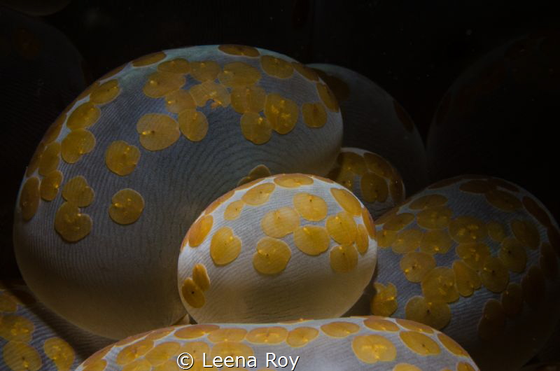 Flatworms on bubble coral by Leena Roy 