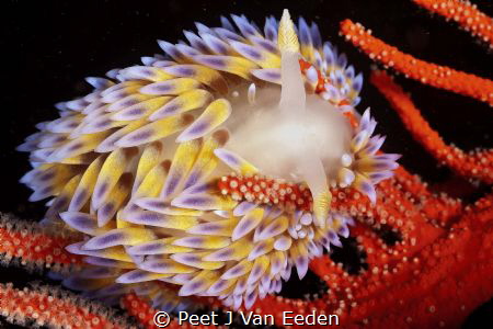 Gas flame nudibranch in its favourite habitat of a Palmat... by Peet J Van Eeden 