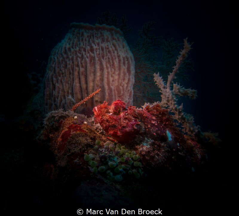 sponcescorpionfish by Marc Van Den Broeck 
