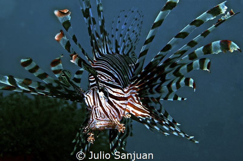 Lionfish. by Julio Sanjuan 