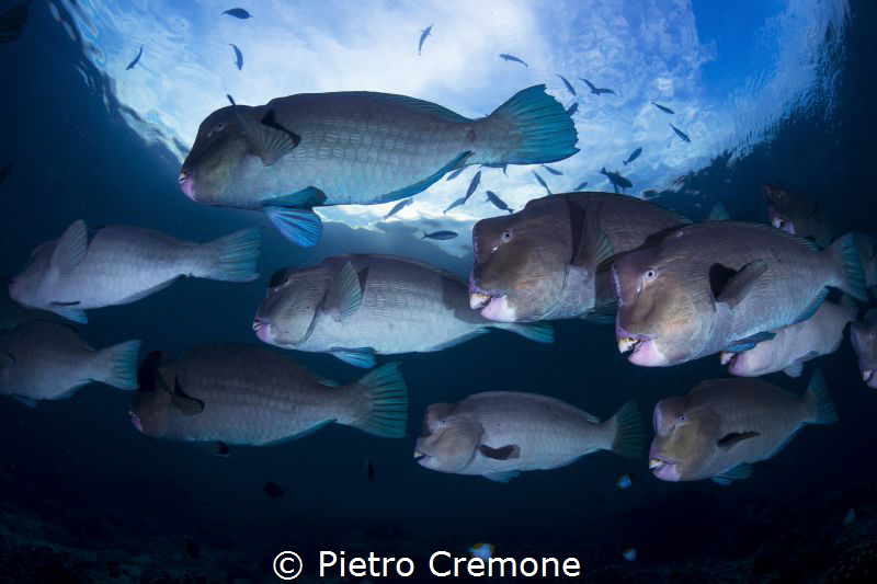 Bumpheads parrotfish by Pietro Cremone 