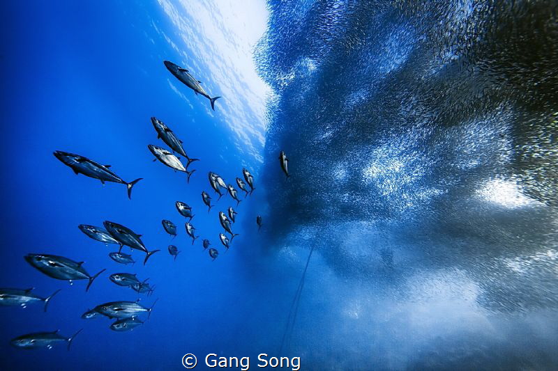 Tunas in the sardine storm. by Gang Song 