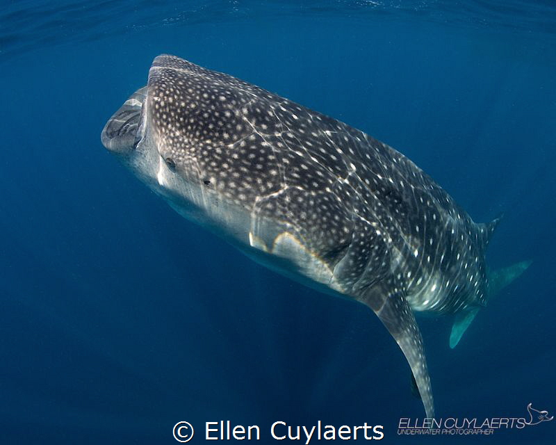 Curves
Whaleshark positioning itself for vertical feedin... by Ellen Cuylaerts 