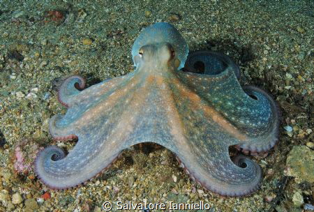 Octopus by Salvatore Ianniello 