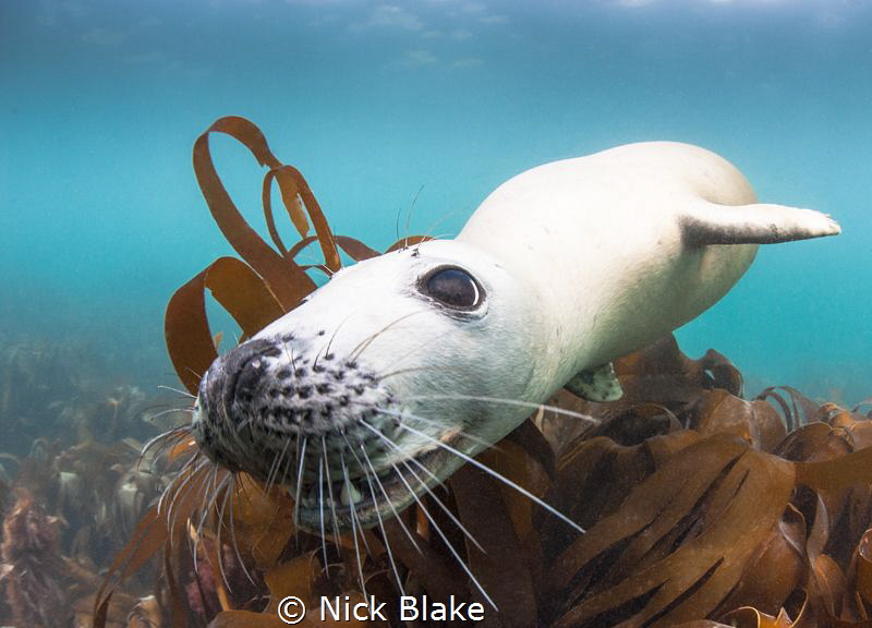 "Chocolate" the Atlantic Grey Seal in playful mood at Lun... by Nick Blake 