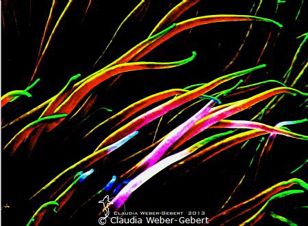 anemones go abstract by Claudia Weber-Gebert 