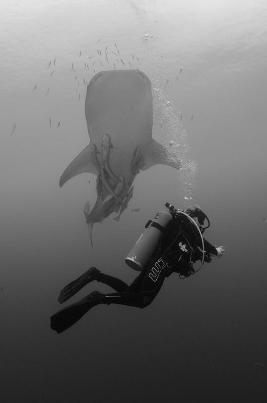 Diver with Whaleshark by Henrik Gram Rasmussen 