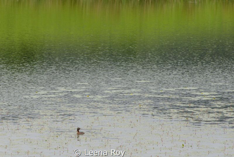 Home of the crested grebe by Leena Roy 