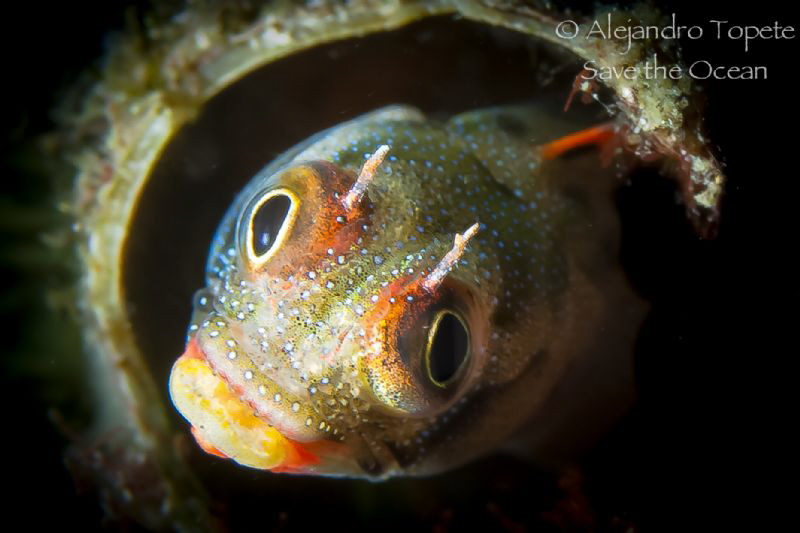 Blenny in home, Acapulco Mexico by Alejandro Topete 