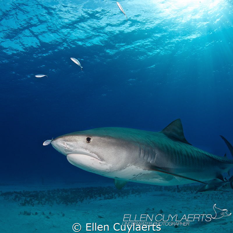 Tiger shark with shadow feeding little jacks by Ellen Cuylaerts 