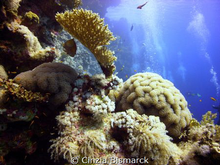 "BUBBLES"
Bubble Corals - Plerogyra sinuosa
 by Cinzia Bismarck 