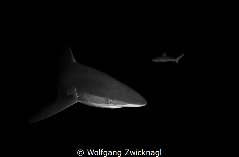 Night snorkeling with Silky Sharks in Socorro - what an e... by Wolfgang Zwicknagl 