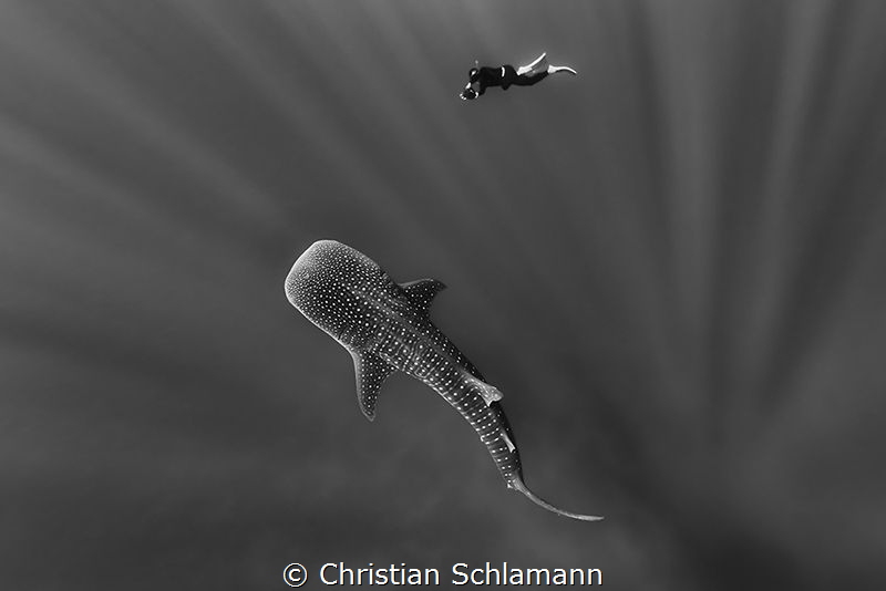 A whale shark in contact with a underwater photographer a... by Christian Schlamann 
