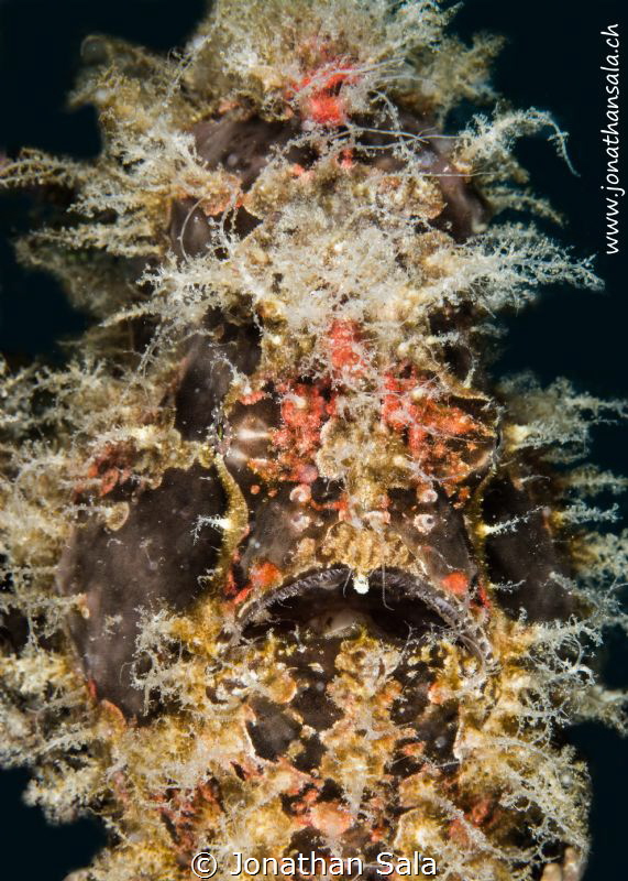 particular, Hairy Frogfish by Jonathan Sala 