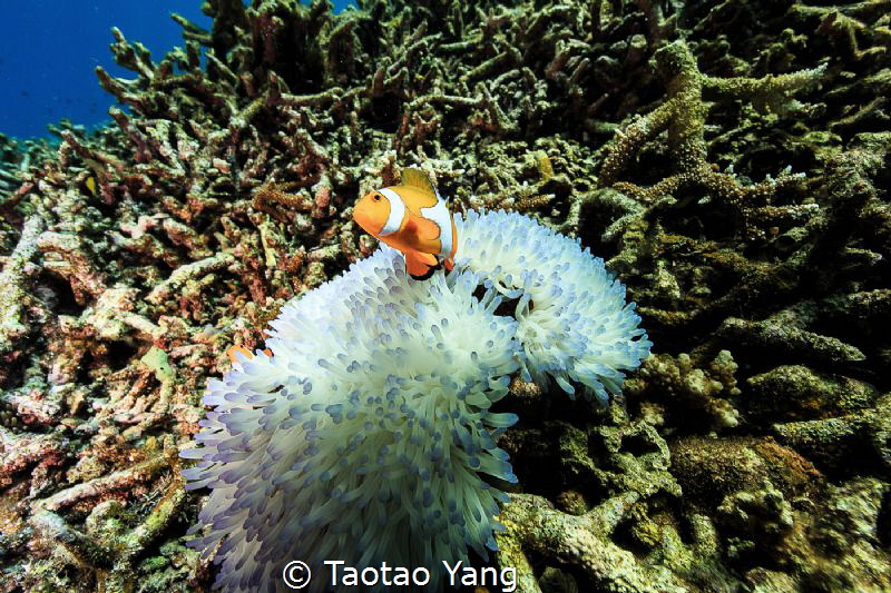 Nemo in Alcyonacea by Taotao Yang 
