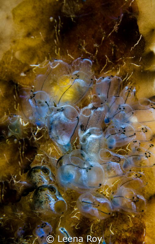The art of tunicates by Leena Roy 