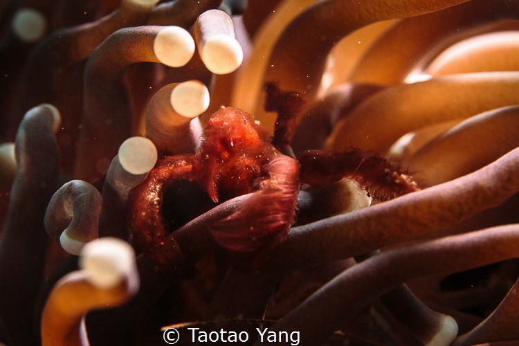 Orangutan crab by Taotao Yang 