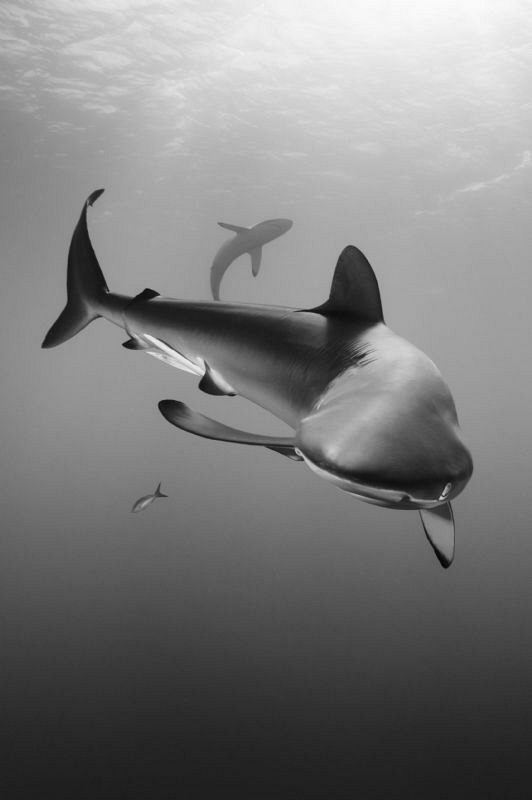 My first encounter with a stunning silky shark. by Paul Colley 