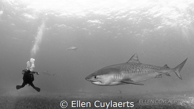 'Are you looking for me?'

Photographer & Tiger shark by Ellen Cuylaerts 
