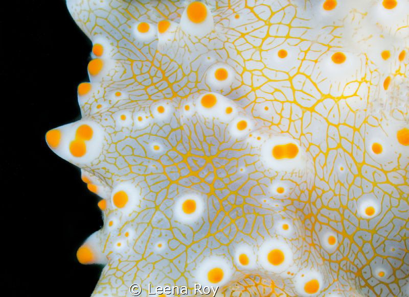 Nudibranch abstract by Leena Roy 