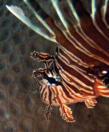Lionfish, Ningaloo Reef - Western Australia by Penny Murphy 