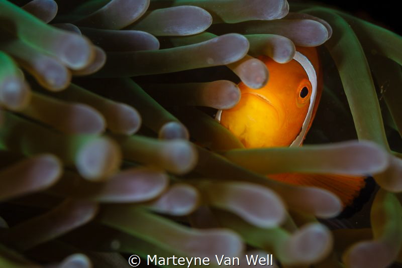 Finding Nemo in Anilao. Taken with a Canon EOS 5D Mark II... by Marteyne Van Well 