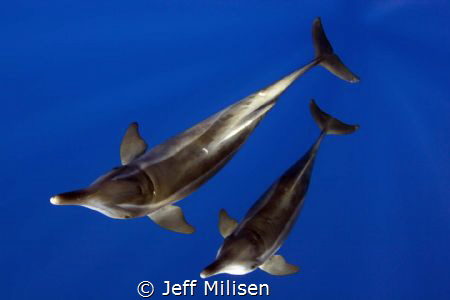 A pair of rough-toothed dolphins came in to investigate a... by Jeff Milisen 