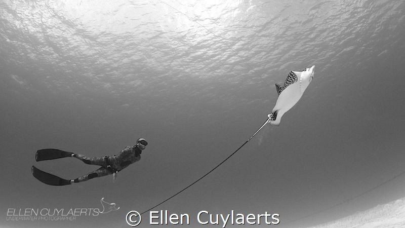 Freediver meets Eagle Ray by Ellen Cuylaerts 