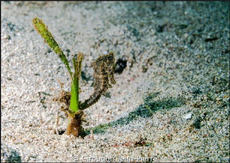 Small seahorse 60mm D300 by Giroudon Jean-Pierre 