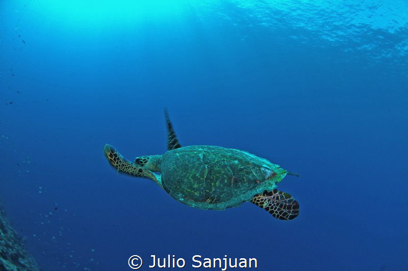 Turtle in Palau by Julio Sanjuan 