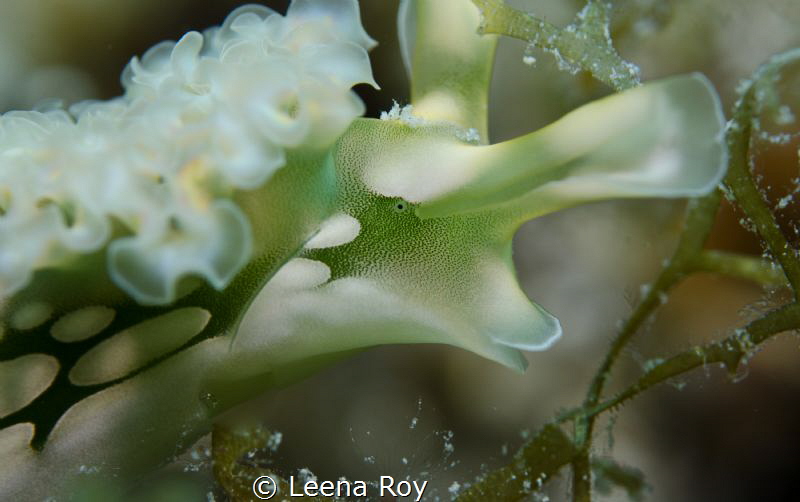 Eye of a lettuce sea slug by Leena Roy 
