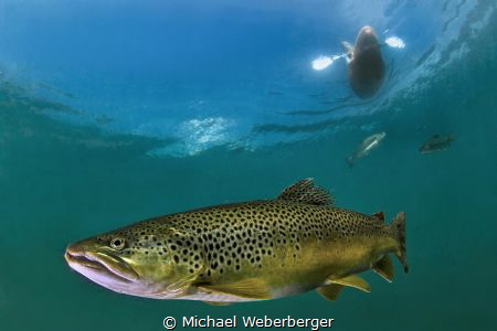 Big Fish little Boat,the Picture was taken at Lake Grübl ... by Michael Weberberger 
