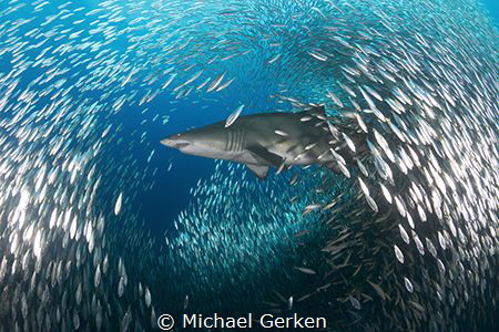 Sand tiger shark or Carcharias taurus, off the coast of N... by Michael Gerken 
