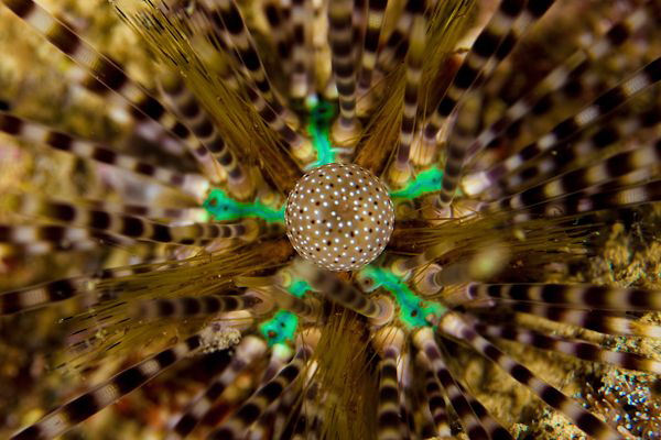 Sea Urchin by Sharon English 