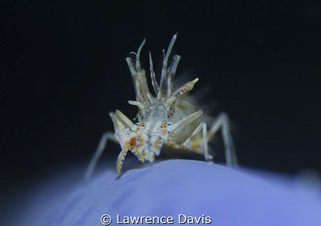 Tiger shrimp with razor thin DOF by Lawrence Davis 